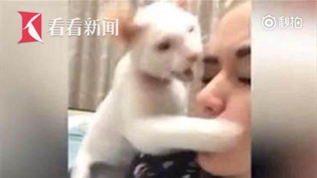 俄罗斯美女自拍惨遭喵星人啪啪打脸