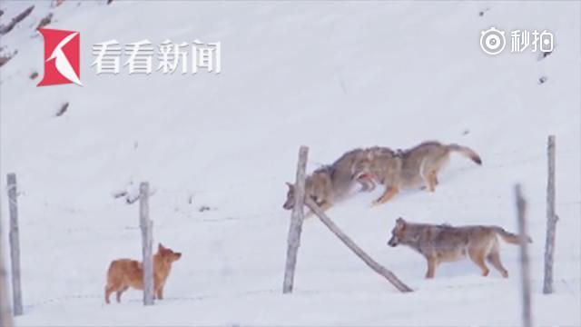 小狗遭饿狼围猎 一扭身离奇逃生