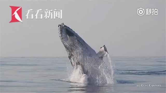 座头鲸在海面跳跃 以为自己是海豚
