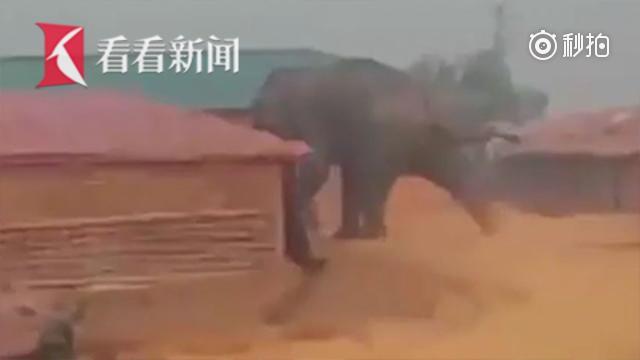 愤怒大象冲入难民营杀死2名难民..