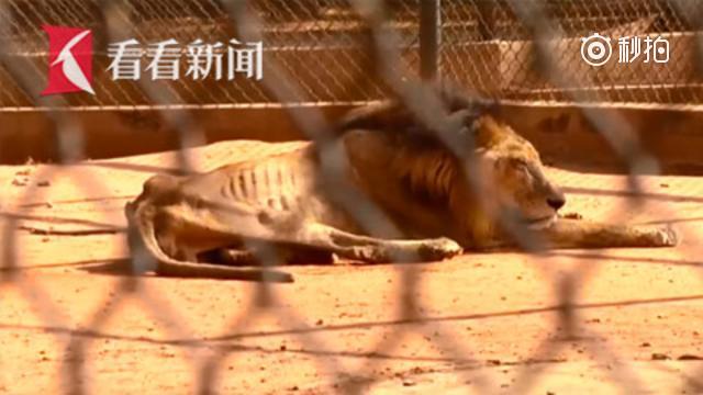 【委内瑞拉动物园无钱喂养 被迫采取“弱肉强食”】