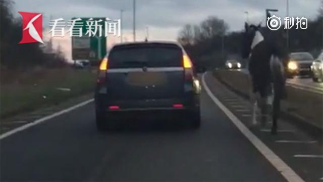 英国奇葩司机在高速上开车溜马