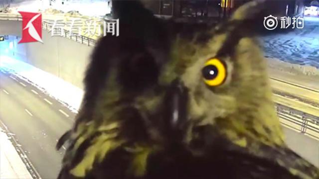 芬兰猫头鹰和摄像头“大眼瞪小眼”