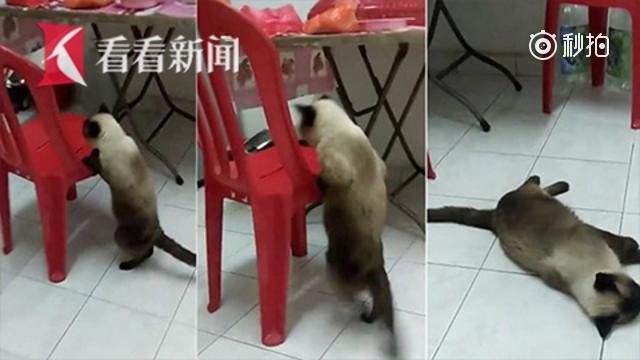 国外肥猫跳不上椅子竟倒地装