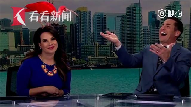 调皮红鹮飞入直播间停在女主播头上