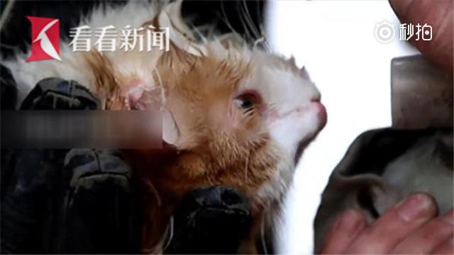 俄罗斯消防员做心肺复苏+吸氧救活猫