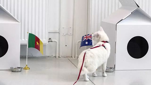 这只神算猫将预测2018世界杯