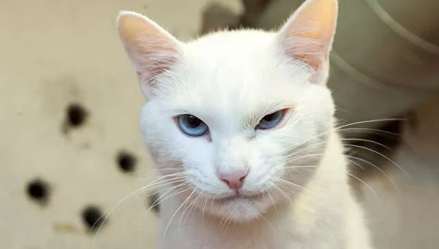 这只神算猫将预测2018世界杯