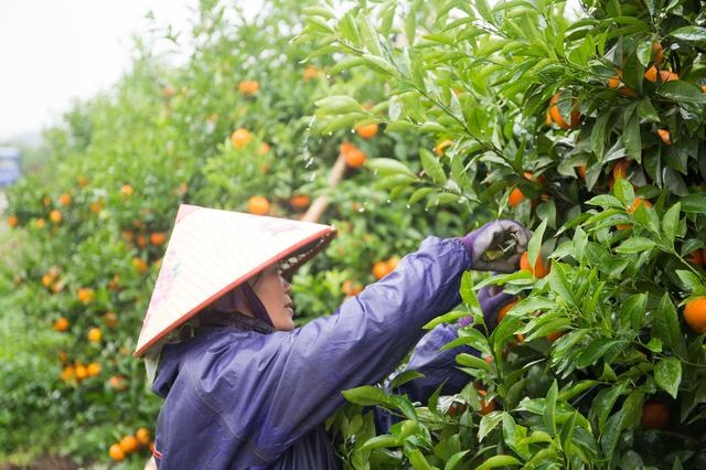 13年前从国外引进 种植超50万亩 武鸣沃柑或将成百亿元水果大产业