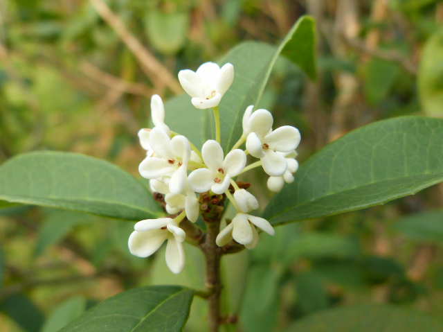 四季桂 别名:月月桂,日本桂花