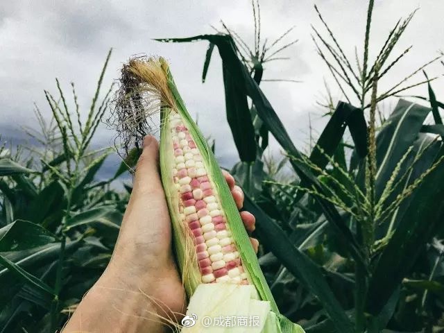 好吃不怕长胖，懒人的福音，好学又下饭还不油腻的家常菜有哪些？