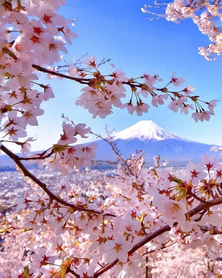 富士山櫻花開了，真美