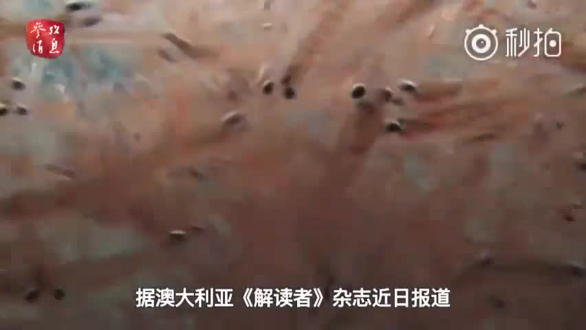 中国被黑过度捕捞南极磷虾 外媒为中国“正名”