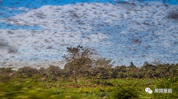 肆虐中国3000年的蝗灾，不是被中国人吃没的