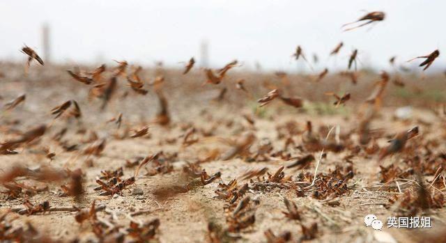 肆虐中国3000年的蝗灾，不是被中国人吃没的