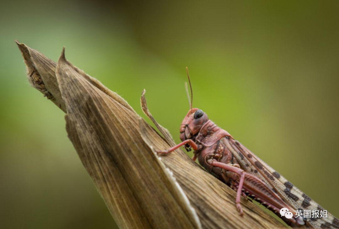肆虐中国3000年的蝗灾，不是被中国人吃没的