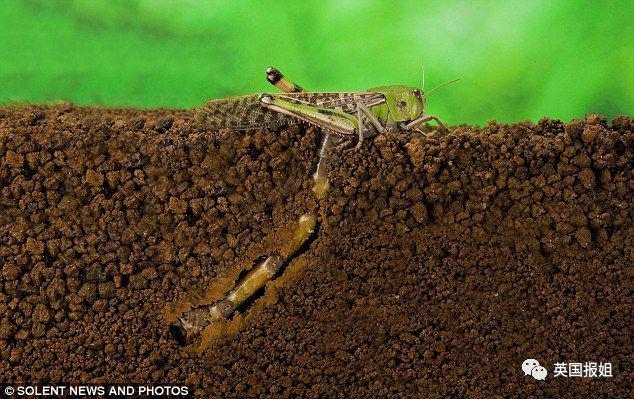 肆虐中国3000年的蝗灾，不是被中国人吃没的