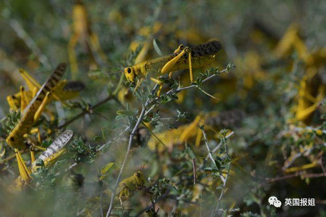 肆虐中国3000年的蝗灾，不是被中国人吃没的