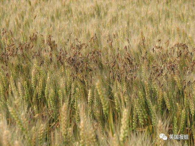 肆虐中国3000年的蝗灾，不是被中国人吃没的