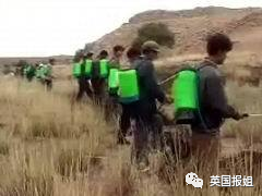 肆虐中国3000年的蝗灾，不是被中国人吃没的