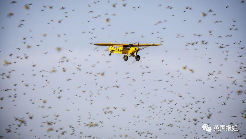 肆虐中国3000年的蝗灾，不是被中国人吃没的