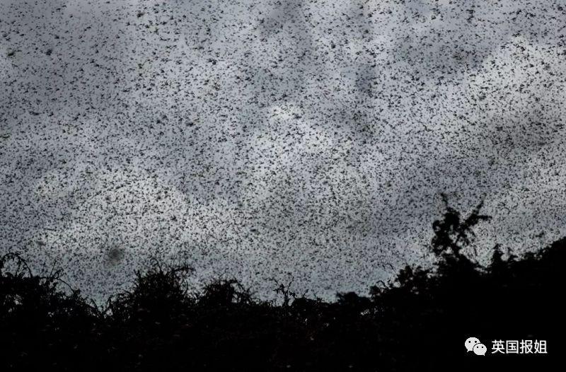 肆虐中国3000年的蝗灾，不是被中国人吃没的