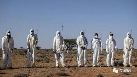 肆虐中国3000年的蝗灾，不是被中国人吃没的