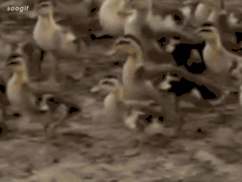 肆虐中国3000年的蝗灾，不是被中国人吃没的