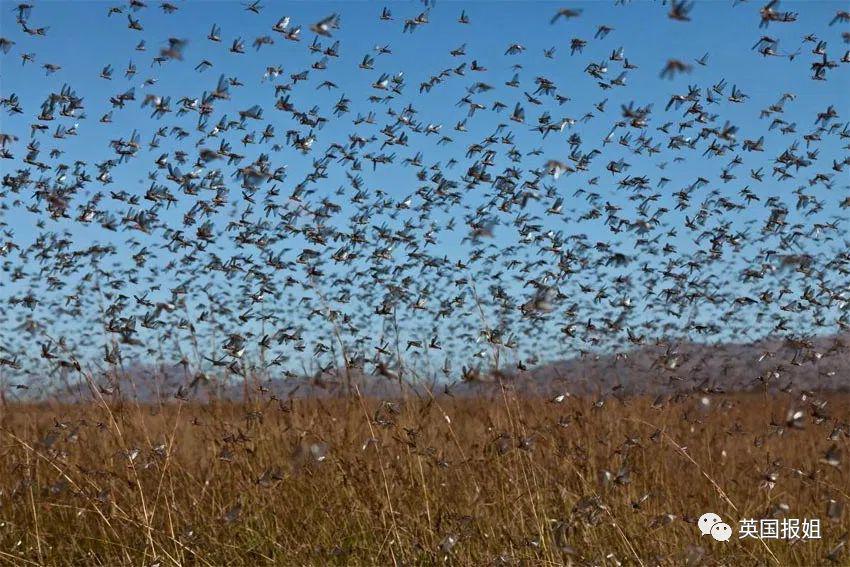 肆虐中国3000年的蝗灾，不是被中国人吃没的