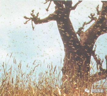 肆虐中国3000年的蝗灾，不是被中国人吃没的