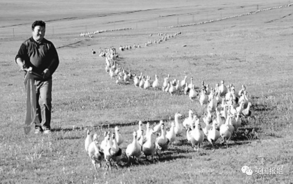 肆虐中国3000年的蝗灾，不是被中国人吃没的