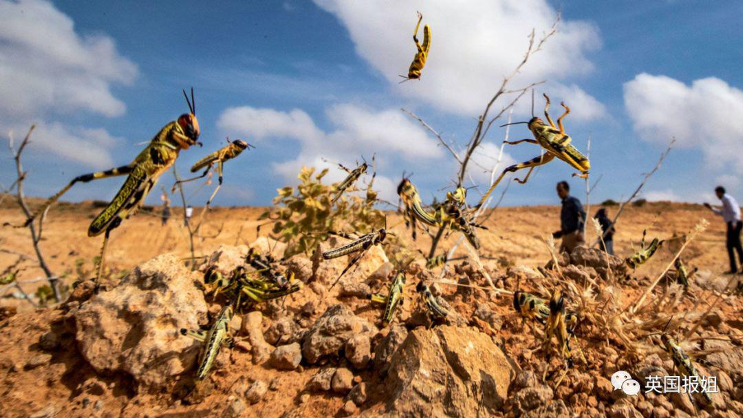 肆虐中国3000年的蝗灾，不是被中国人吃没的