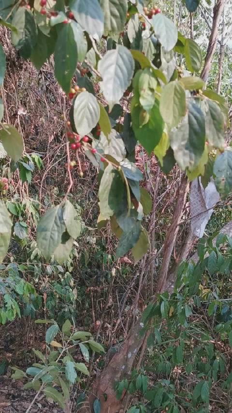 山里碰到一株满树结果的毛叶刺篱木(flacourtia mollis)