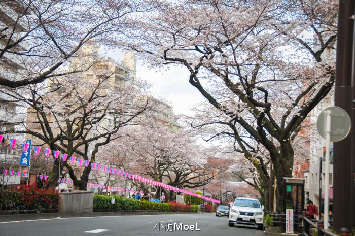 播磨坂的樱花路,那时只有开花只有五~七成