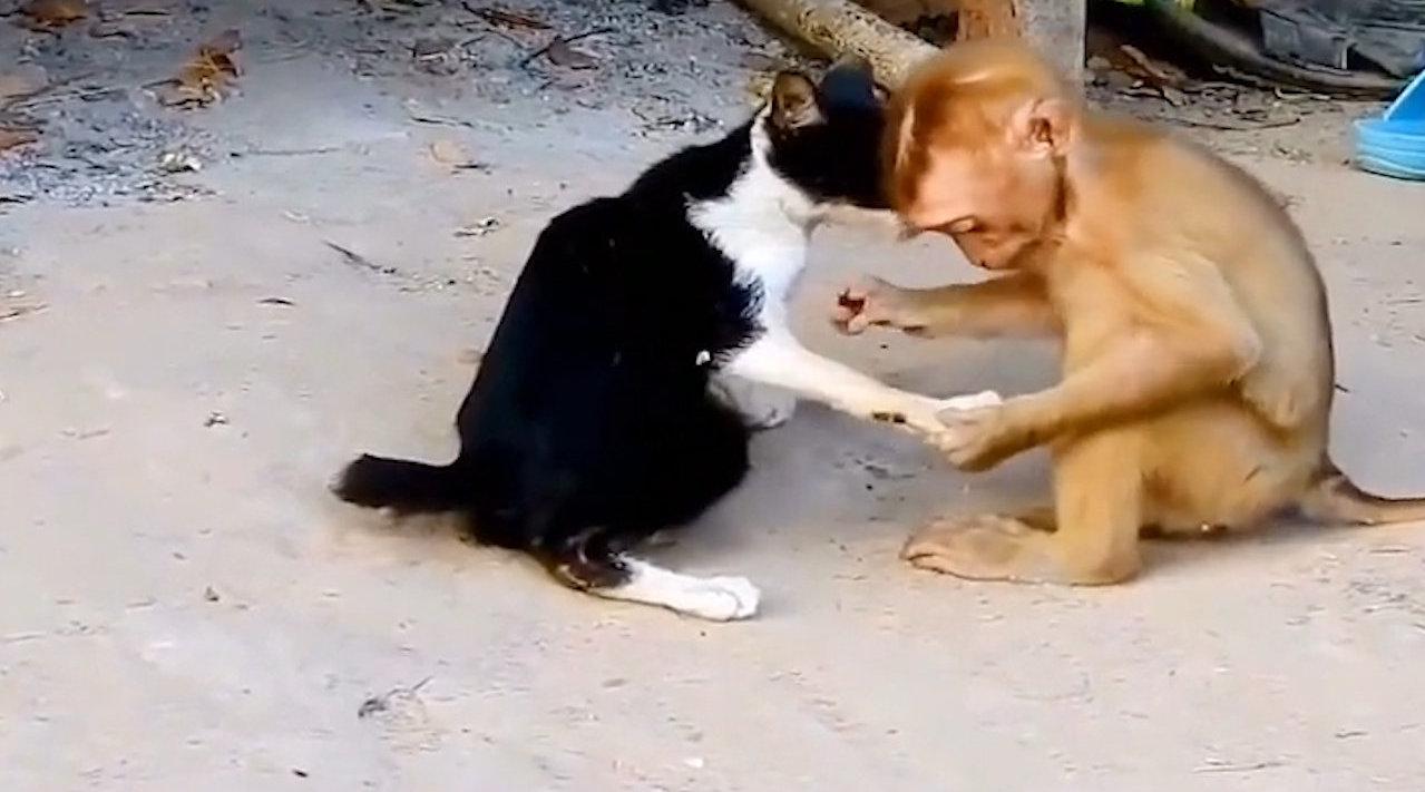 猴子给猫看手相竟然当众猥亵,网友:色猴啊!