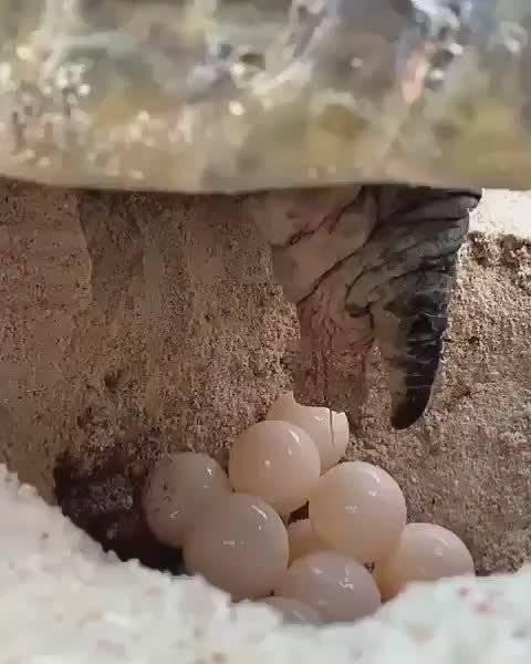 自带房子的动物下蛋方式很像嘛,看看乌龟也是这样下蛋的