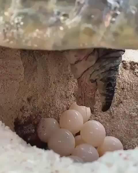 自带房子的动物下蛋方式很像嘛,看看乌龟也是这样下蛋