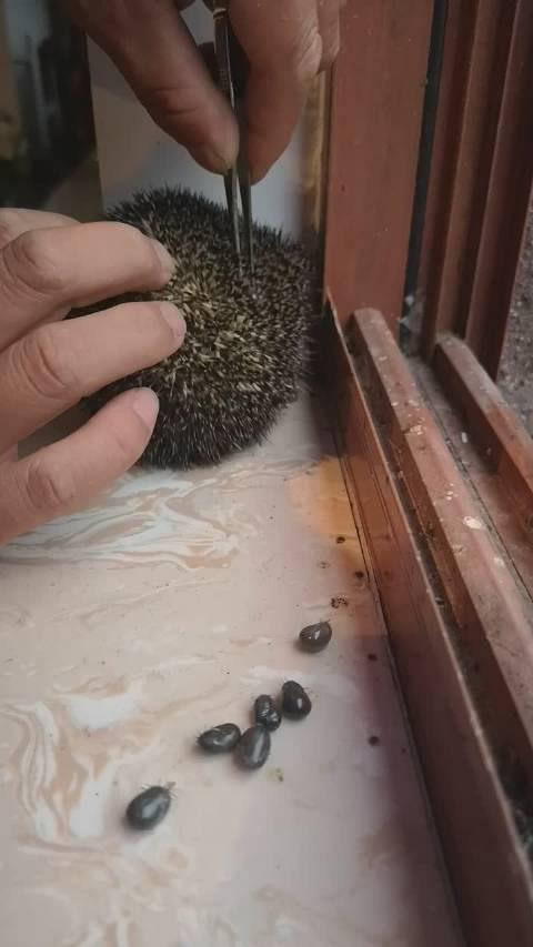 小刺猬身上长了蜱虫,看得我鸡皮疙瘩都起来了