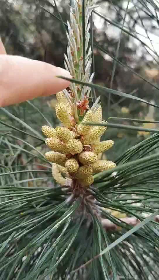 什么样的松树有花粉 33ef-isqivxf4701505.jpg