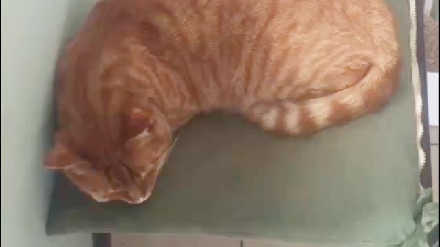 上海高校生讲述留校生活 收养流浪猫