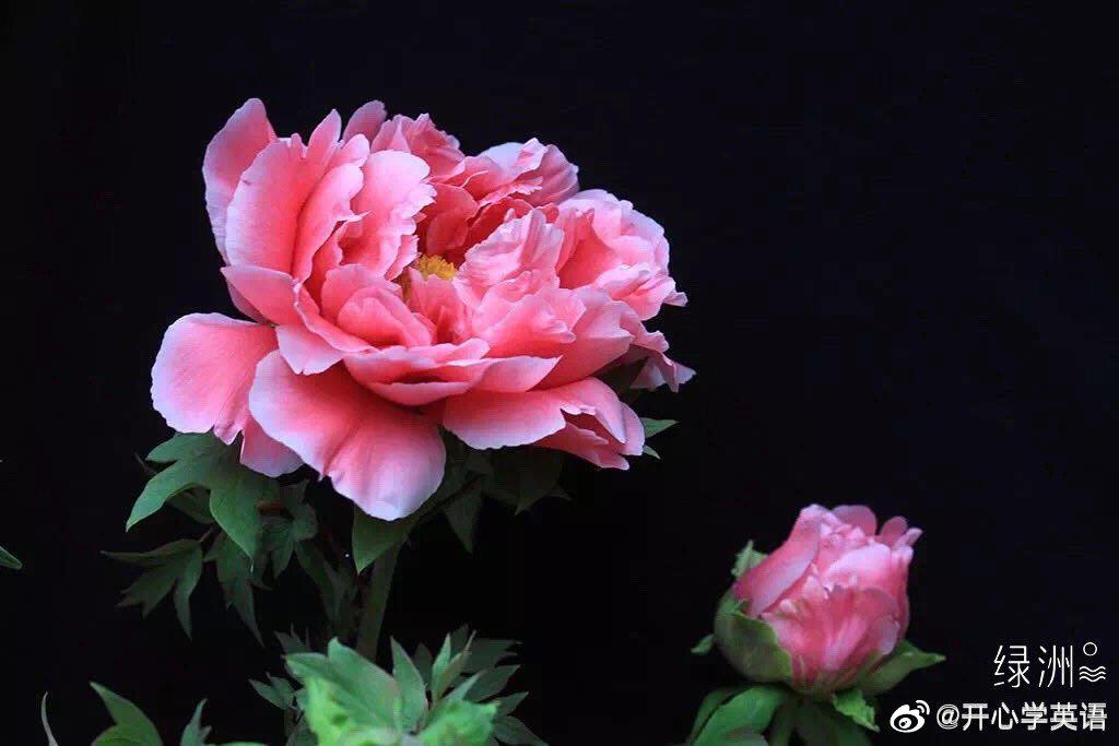 分享 开心学英语的 绿洲动态 牡丹peony The Peony