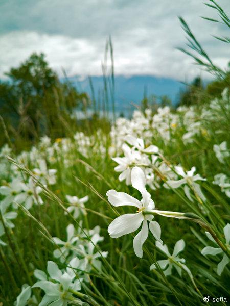 日内瓦湖畔五月“香雪”,瑞士最浪漫的景观