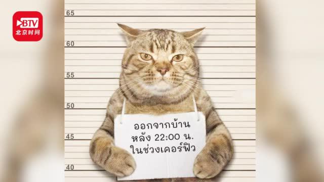 翻牌子选猫真人版 cbe3-isuiksp4674906.jpg