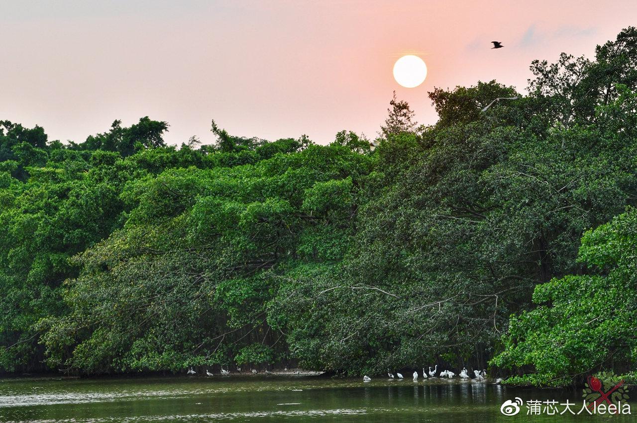 广东最神奇的生态景点，巴金写的“鸟的天堂”原来在这！你知道吗？