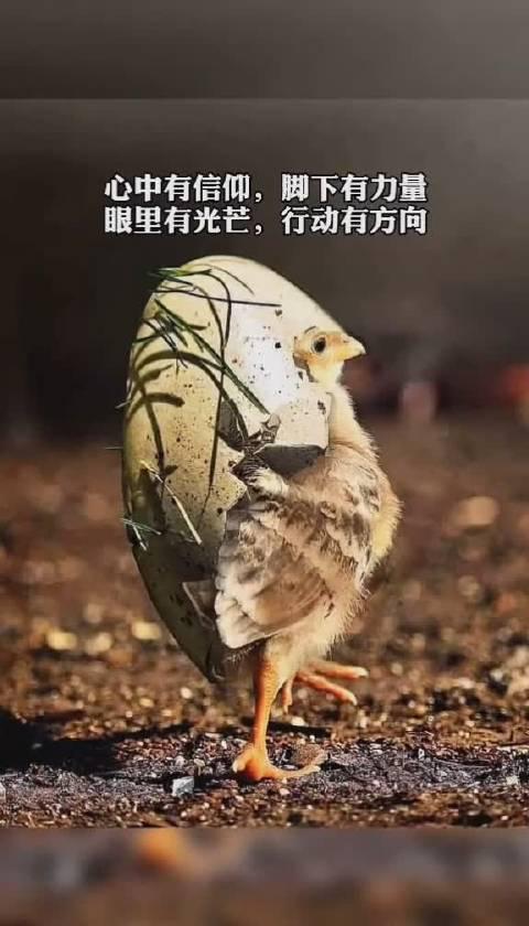 愿你: 心中有信仰,脚下有力量,眼里有光芒,行动有方向