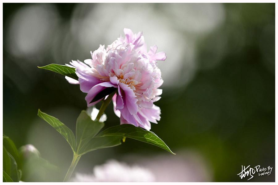 【蓝风】芍药比容花比貌,暖烟如粉草如茵