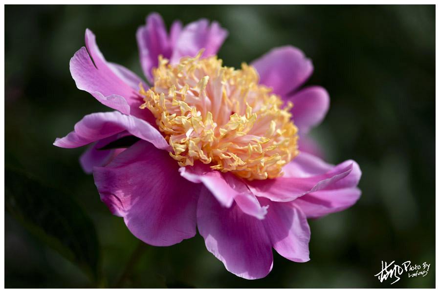 【蓝风】芍药比容花比貌,暖烟如粉草如茵
