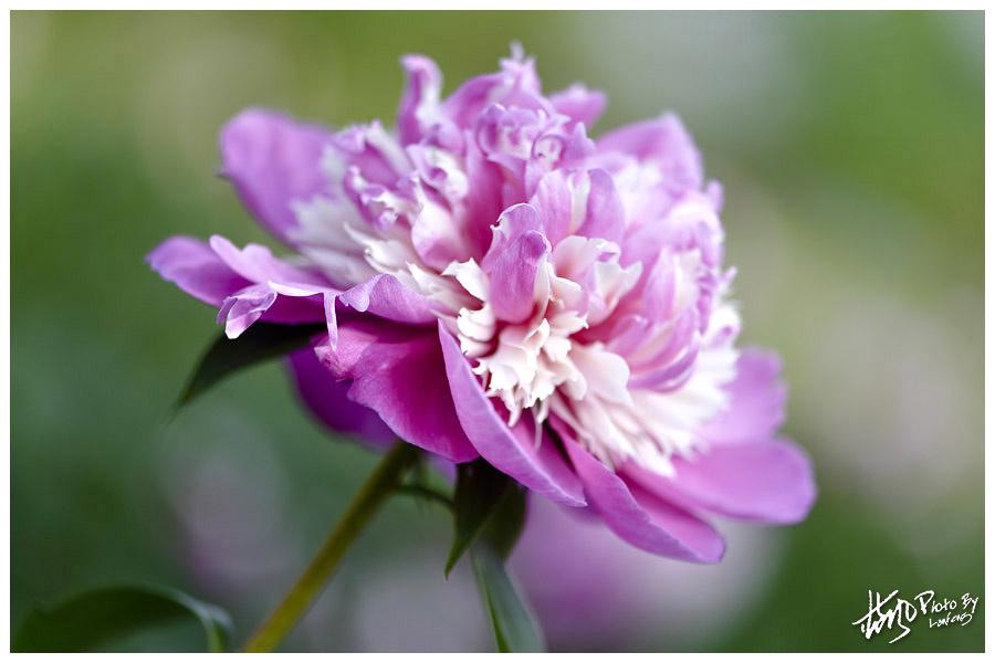 【蓝风】芍药比容花比貌,暖烟如粉草如茵