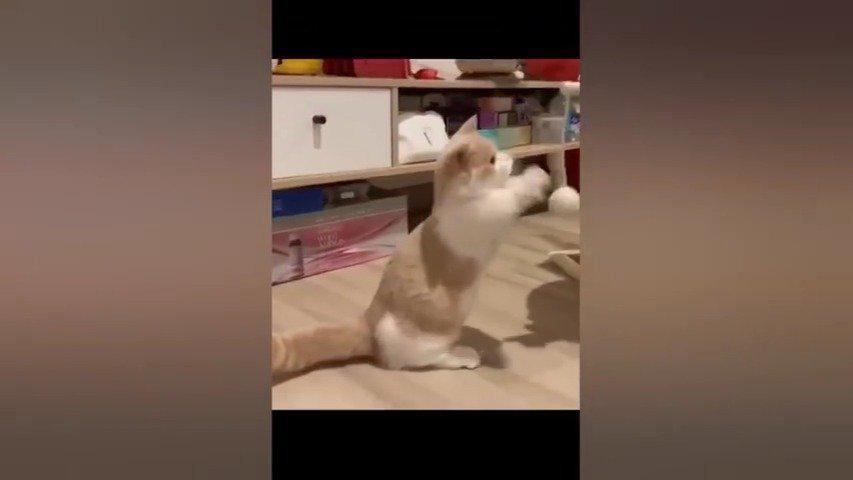 在线吸猫，猛男必看