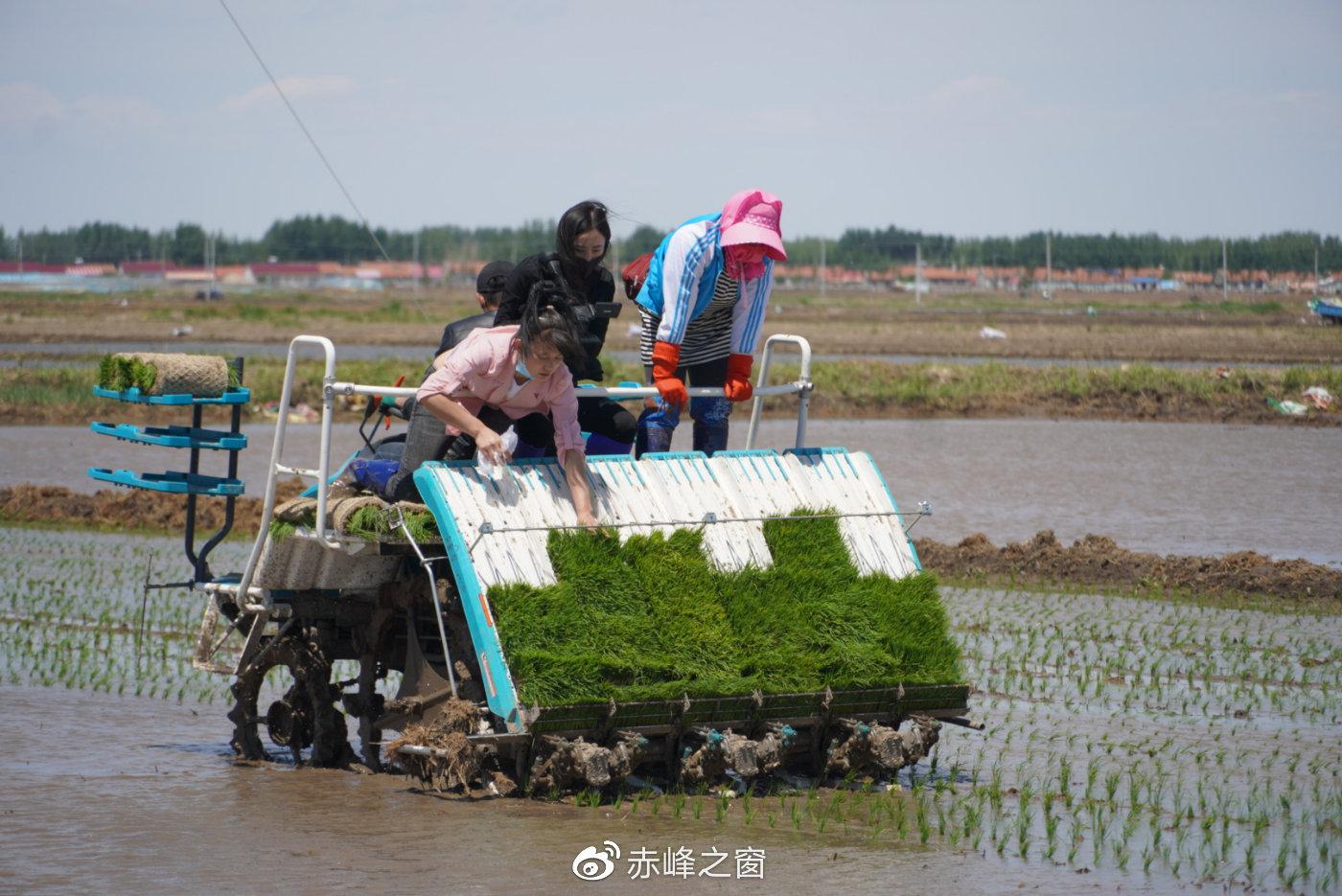 期待丰收的农民